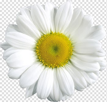 White daisy flower, Common daisy , Daisy Flower transparent background PNG clipart