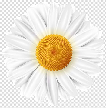 White daisy flower , Common daisy , White Daisy transparent background PNG clipart