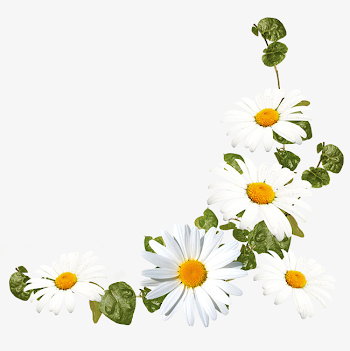 White Daisy Flower Decoration Pattern, Daisy Clipart, Flower ...