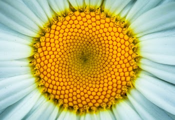 White Daisy Flower in Closeup Photography