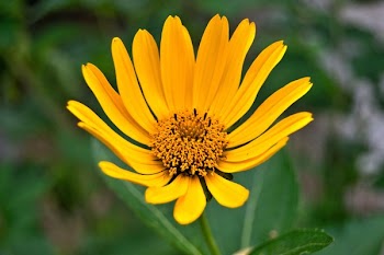 White Daisy Flower in Closeup Photography