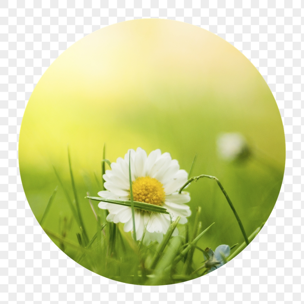 White daisy flower png badge | Free PNG - rawpixel