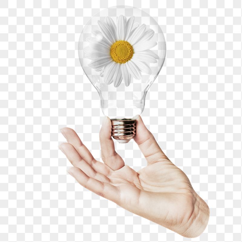 White daisy flower png sticker, | Free PNG - rawpixel