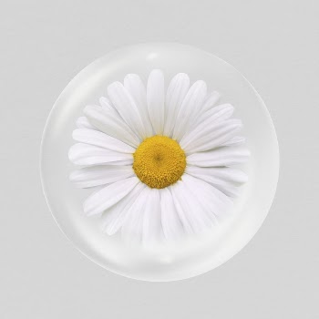 White daisy flower sticker, Spring | Free PSD - rawpixel