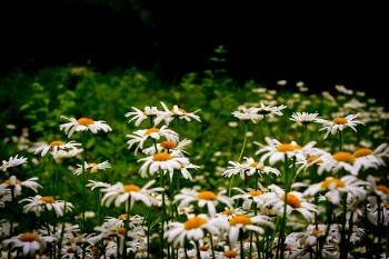 White Daisy Flowers