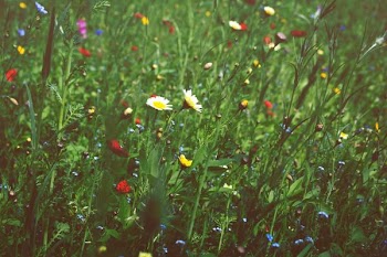 white daisy flowers