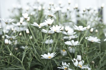 White Daisy Flowers Field