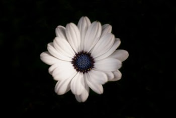 White Daisy in Close Up Photography