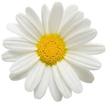 White Daisy Png (84+ images in Collection) Page 2