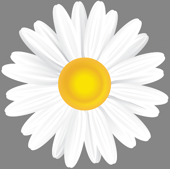 White Daisy PNG Clip Art Image | Gallery Yopriceville - High ...