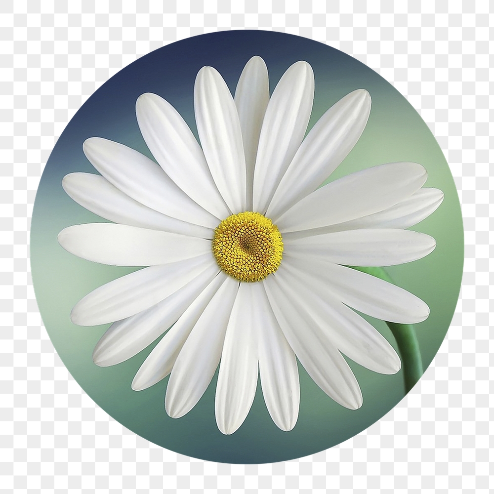 White daisy png flower badge | Free PNG - rawpixel