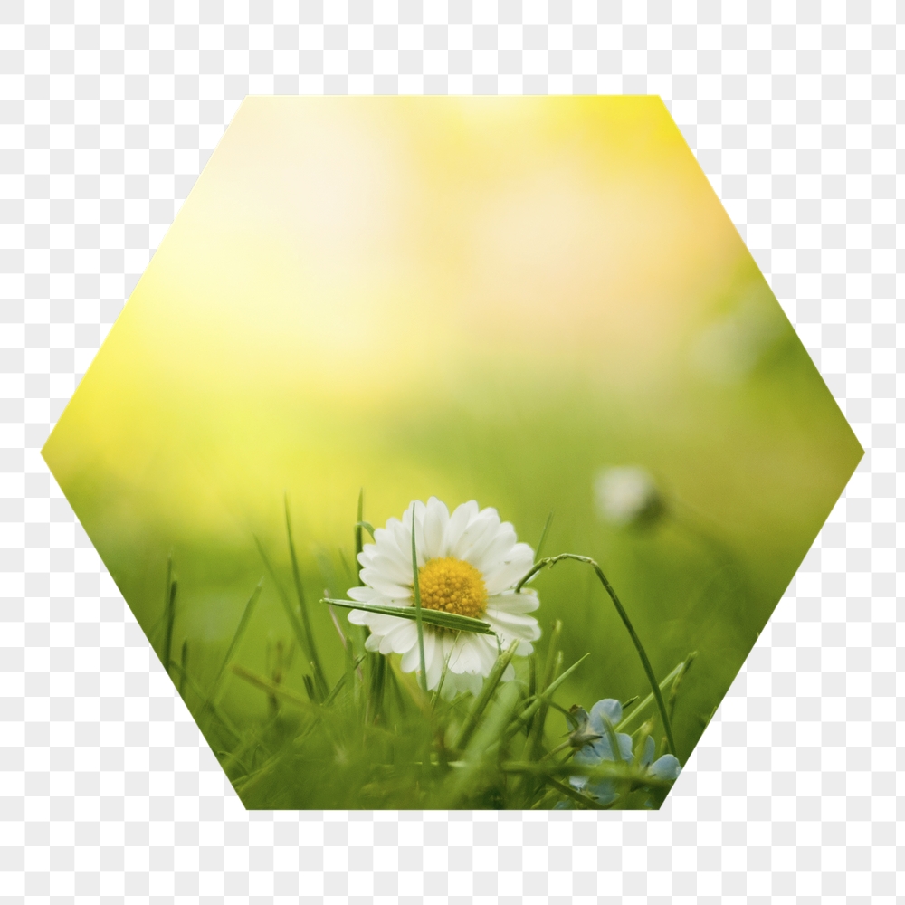 White daisy png flower badge | Free PNG - rawpixel