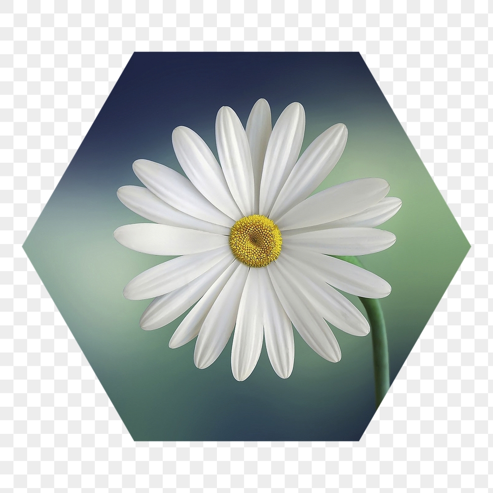 White daisy png flower badge | Free PNG - rawpixel