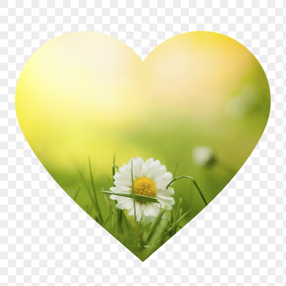 White daisy png flower badge | Free PNG - rawpixel