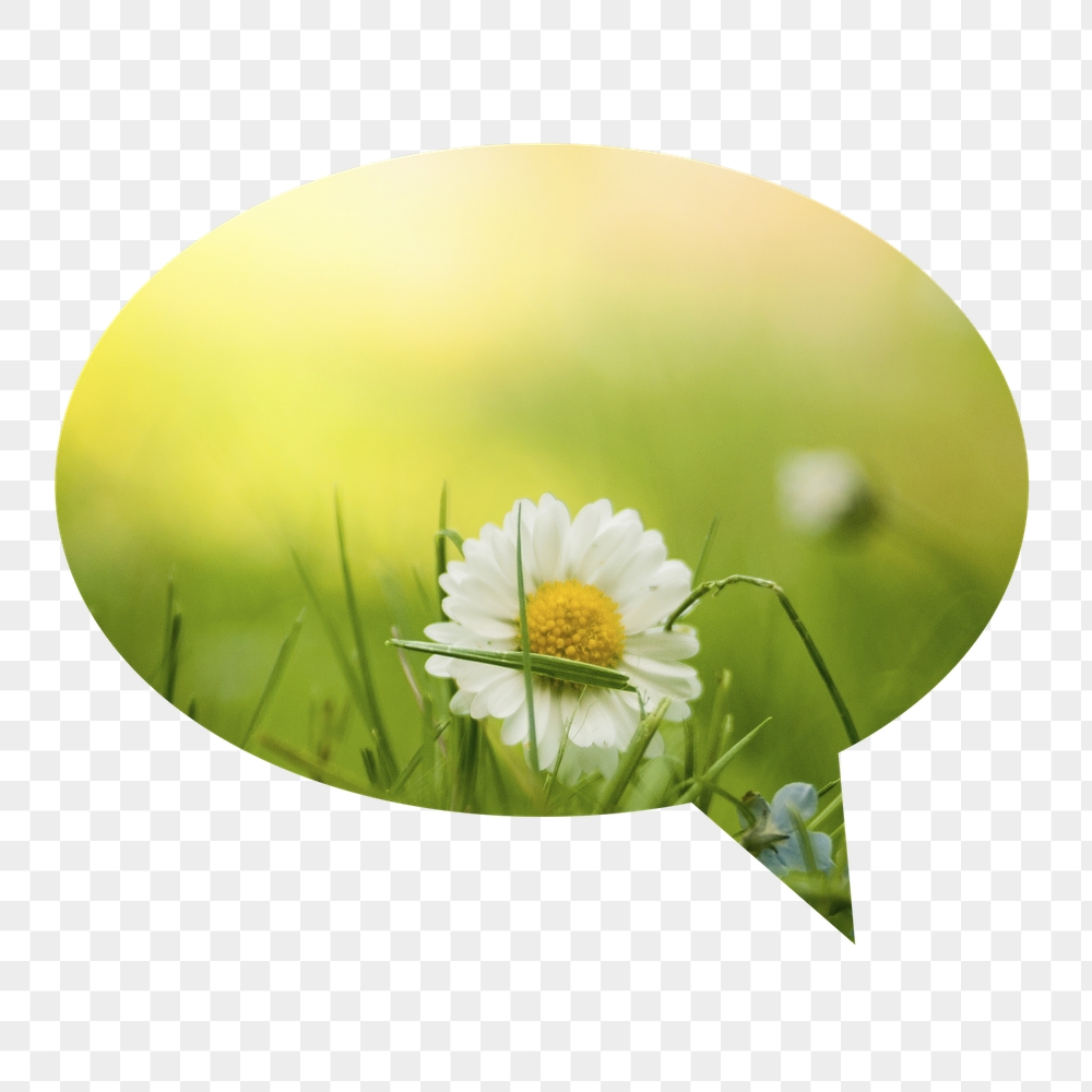 White daisy png flower badge | Free PNG - rawpixel
