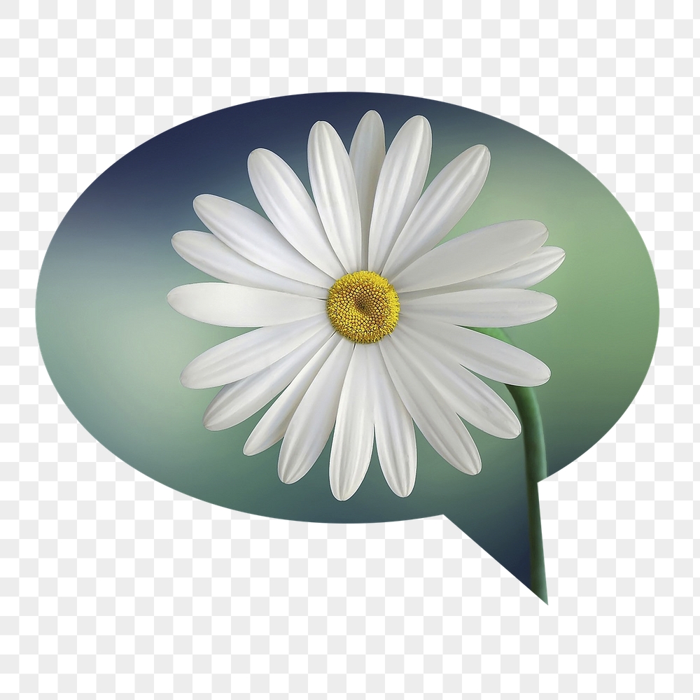 White daisy png flower badge | Free PNG - rawpixel