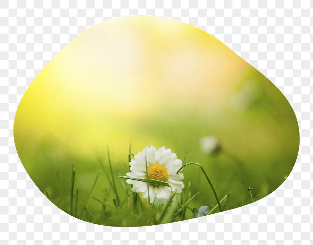 White daisy png flower badge | Free PNG - rawpixel