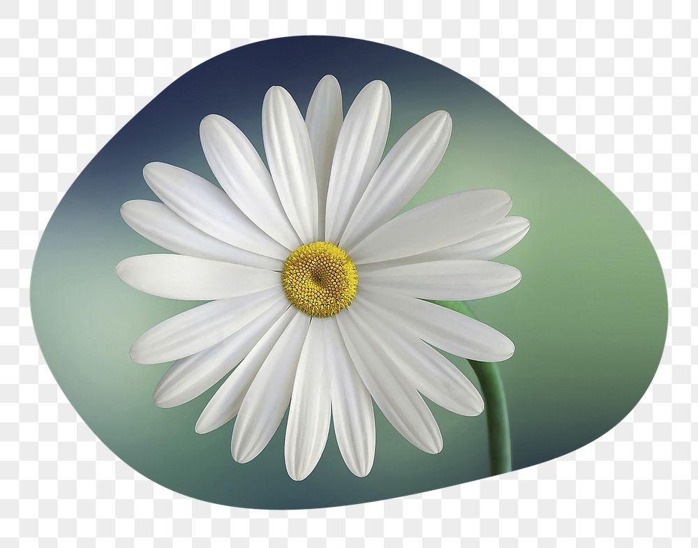 White daisy png flower badge | Free PNG - rawpixel