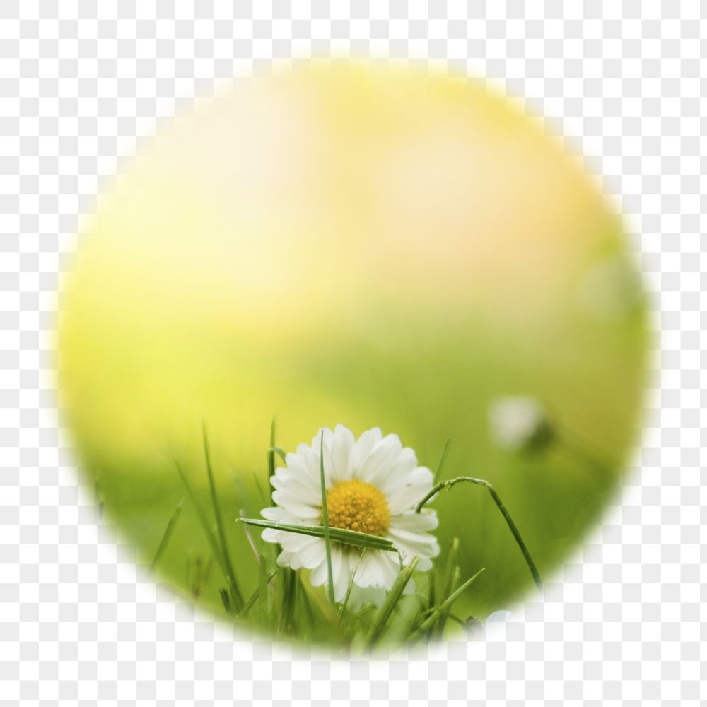White daisy png flower badge | Free PNG - rawpixel