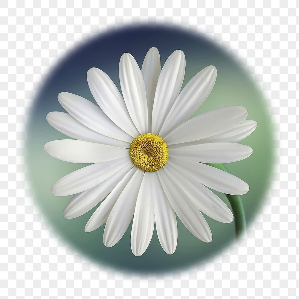 White daisy png flower badge | Free PNG - rawpixel