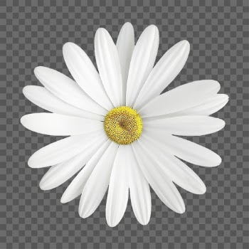 White daisy png, flower sticker, | Free PNG - rawpixel
