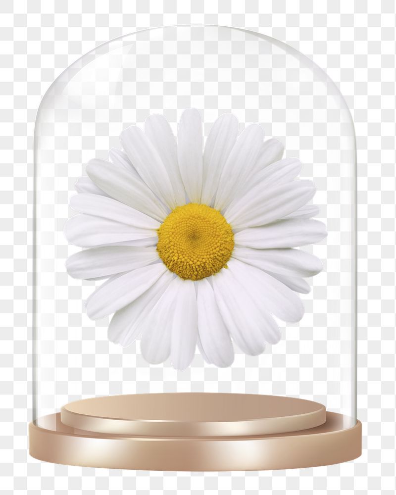 White daisy png glass dome | Free PNG - rawpixel