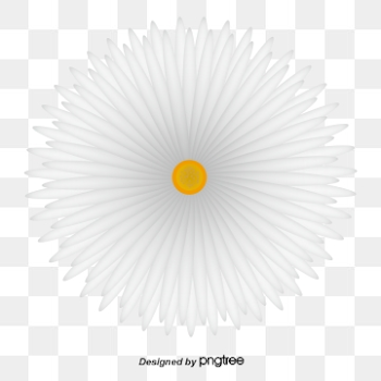 White Daisy PNG Images | Vectors and PSD Files | Free Download on ...