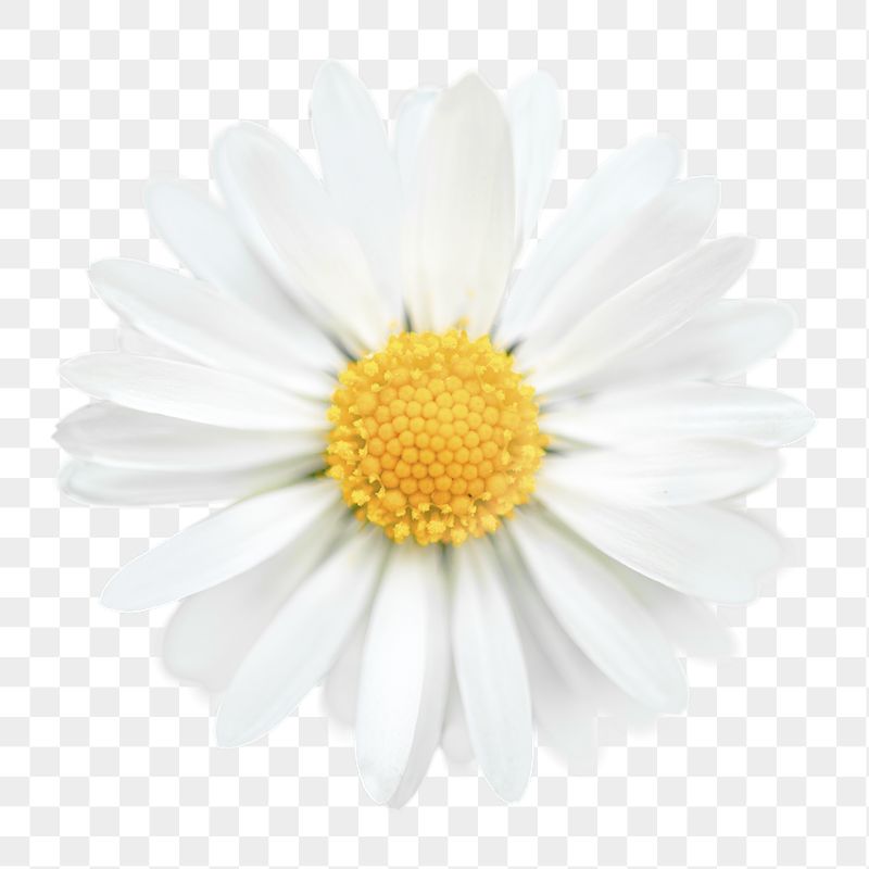 White daisy  png sticker, | Free PNG - rawpixel