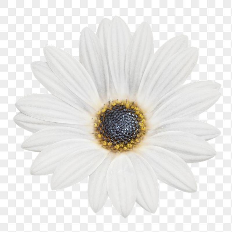 White daisy png sticker, transparent | Free PNG - rawpixel