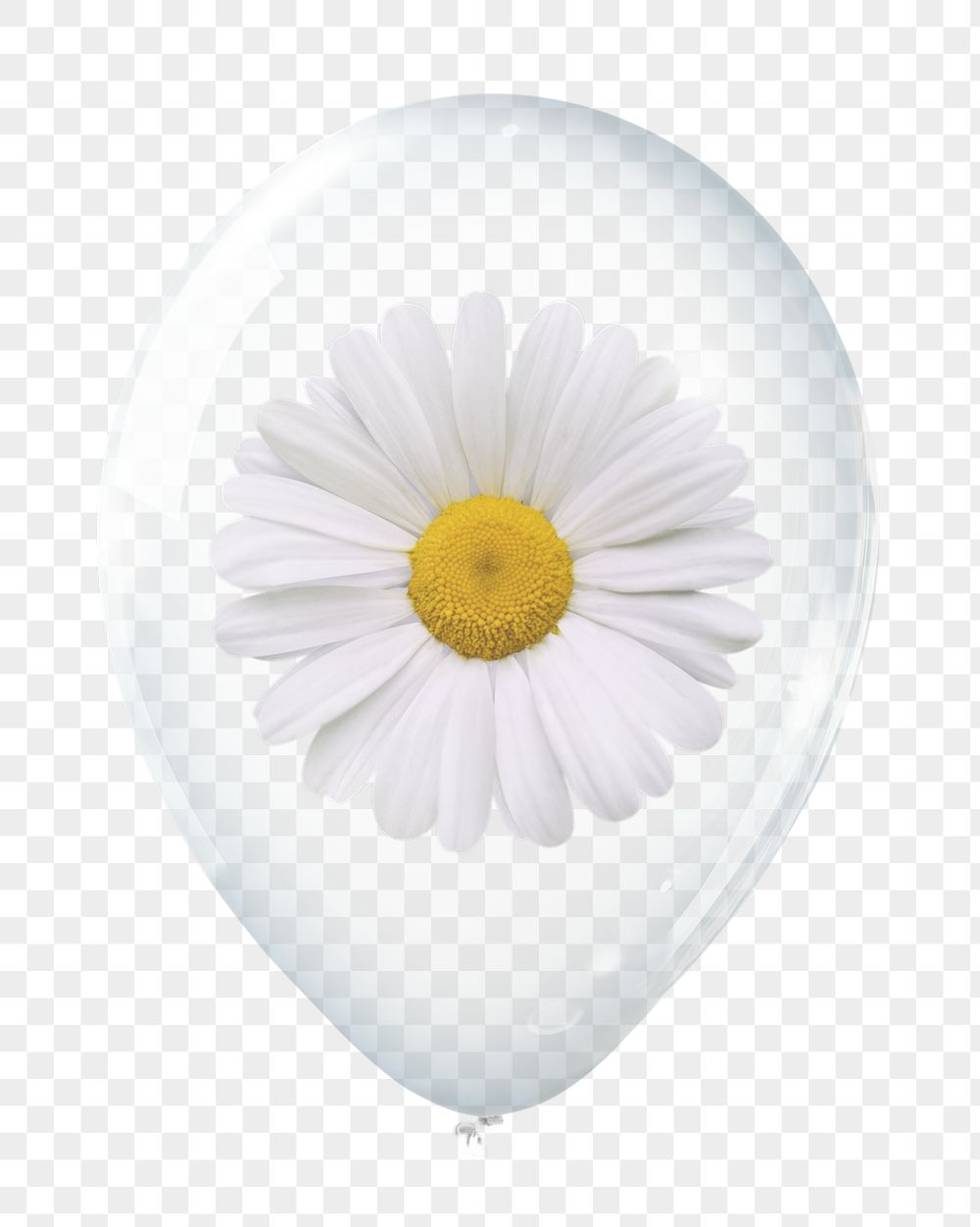 White daisy png, valentine's flower | Free PNG - rawpixel
