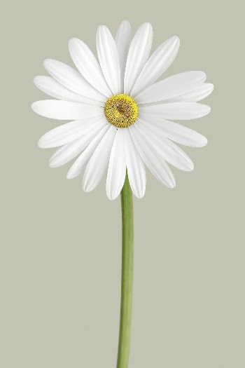 White daisy, spring flower clipart | Free Photo - rawpixel
