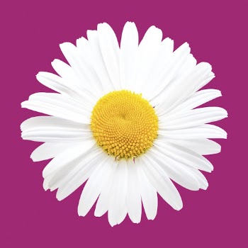 White daisy, spring flower clipart | Free Photo - rawpixel
