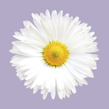 White daisy, spring flower clipart | Free Photo - rawpixel