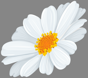 White Daisy Transparent Clip Art Image | Gallery Yopriceville ...