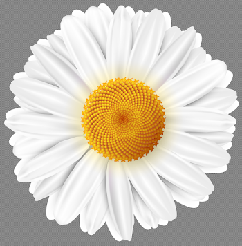 White Daisy Transparent PNG Clip Art Image | Gallery Yopriceville ...