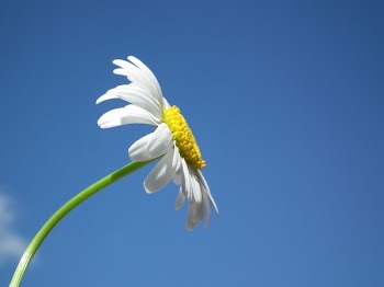 White Daisy Under Blue and White Cloudy Sky