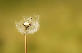 White Dandelion