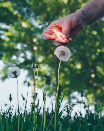 White Dandelion
