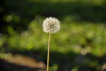 White Dandelion