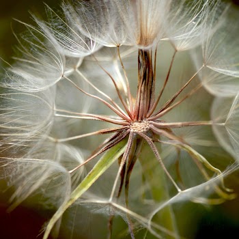 White Dandelion