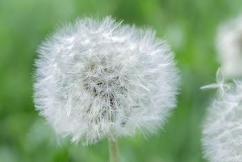 White Dandelion