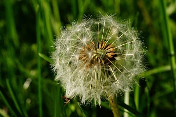White Dandelion