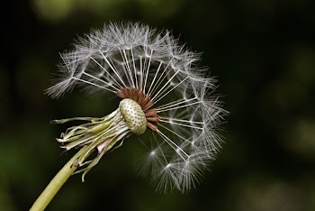 White Dandelion
