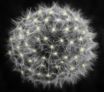 White Dandelion