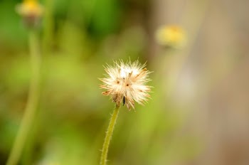 White Dandelion