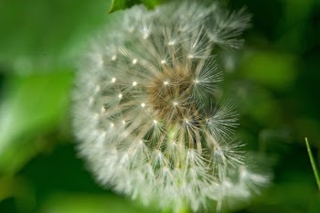 White Dandelion Flower