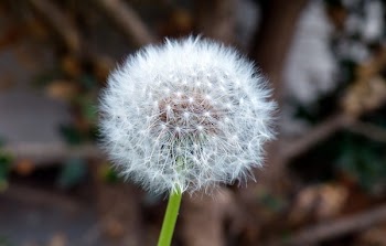 White Dandelion Flower