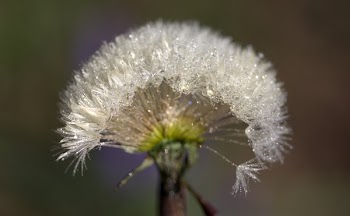 White Dandelion Flower