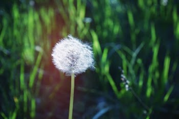 White Dandelion Flower