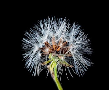 White Dandelion Flower